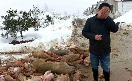 大雪壓垮鋼結(jié)構廠房